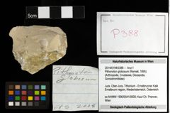 Foto (Objekt + Etiketten) von Pithonoton globosum (Remeš, 1895) 